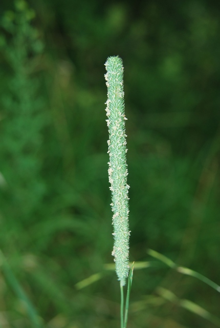 Graminacea - Phleum sp.